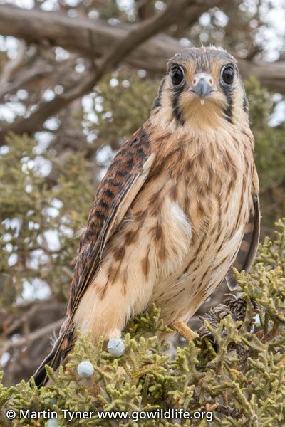 Young Female Kestral Falcon