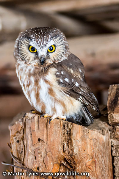 Saw-whet Owl Adult