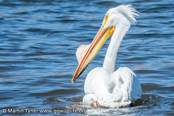 White Pelican at Minersville Reservoir