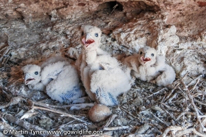 Screaming Baby Prairie Falcons