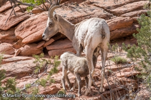 Desert Bighorn Momma and Baby