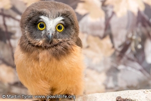 Saw-whet Owl Baby
