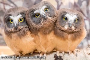 Saw-whet Owls Three Babies