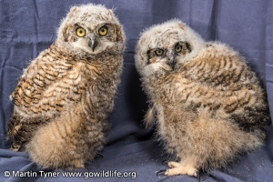 Two Baby Great Horned Owls