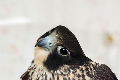 Helen the Peregrine Falcon