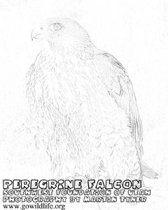 peregrine_falcon