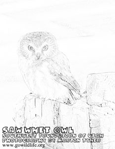 saw_whet_owl