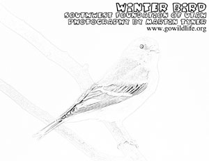 winter_bird
