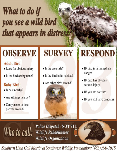 How to Help Wild Birds