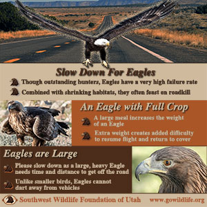 Slow Down For Eagles
