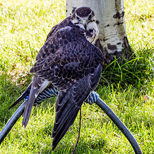 Cirrus the Prairie Falcon