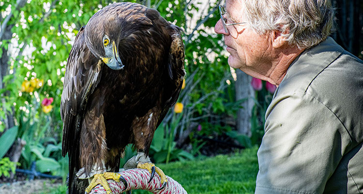 Scout the Golden Eagle